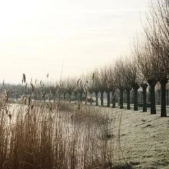 Knotwilg (Salix Alba) -Essentie Groen Verkoop 20120213152215 13