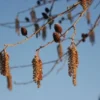 Hartbladige Els (Alnus Cordata) -Essentie Groen Verkoop 20120213152410 10