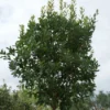 Aardbeiboom (Arbutus Unedo) -Essentie Groen Verkoop 20120213154447 4