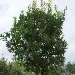 Essentie Groen Verkoop 3 Aardbeiboom (Arbutus Unedo)