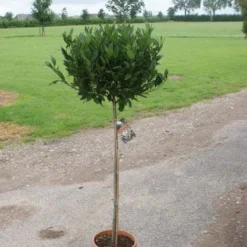 Echte Laurier Op Stam (Laurus Nobilis) -Essentie Groen Verkoop 20120213163018 4