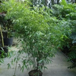 Bamboe (Phyllostachys Nigra) -Essentie Groen Verkoop 20120213164648 13