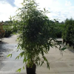 Bamboe (Phyllostachys Aurea) -Essentie Groen Verkoop 20120213164824 13