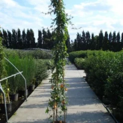 Passiebloem (Passiflora Caerulea) -Essentie Groen Verkoop 20120214131255 6 1