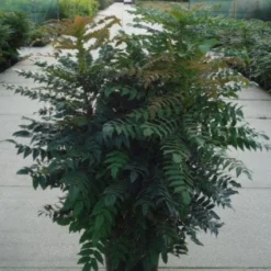 Mahoniestruik (Mahonia Media 'Winter Sun') -Essentie Groen Verkoop 20120214143611 11