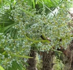 Winterharde Palm (Trachycarpus Fortunei) -Essentie Groen Verkoop 20120214160104 14 1