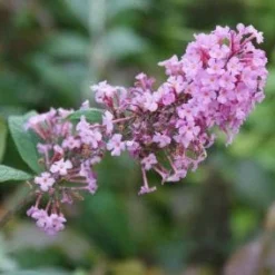 Vlinderstruik (Buddleja Davidii 'Pink Delight') -Essentie Groen Verkoop 20120215162826 3 1