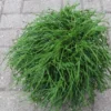 Cypres (Chamaecyparis Pisifera 'Filifera Nana') -Essentie Groen Verkoop 20120215164232 2