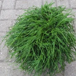 Cypres (Chamaecyparis Pisifera 'Filifera Nana')
