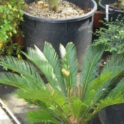 Cycaspalm (Cycas Revoluta) -Essentie Groen Verkoop 20120216093012 5