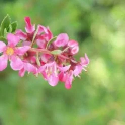 Escallonia (Escallonia 'Red Dream') -Essentie Groen Verkoop 20120216094209 3