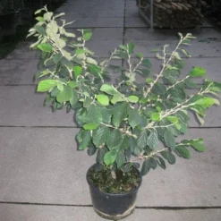 Toverhazelaar (Hamamelis Intermedia 'Arnold Promise') -Essentie Groen Verkoop 20120217133021 6