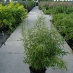 Niet Woekerende Bamboe (Fargesia Robusta) -Essentie Groen Verkoop 20120217133816 5