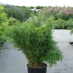 Niet Woekerende Bamboe (Fargesia Murieliae 'Bimbo') -Essentie Groen Verkoop 20120217134101 4