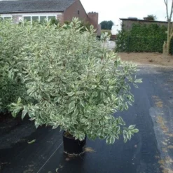 Bonte Kornoelje (Cornus Alba 'Elegantissima') -Essentie Groen Verkoop 20120218103321 3