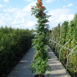 Trompetbloem (Campsis Tagliabuana 'Mme Galen') -Essentie Groen Verkoop 20120218105251 9