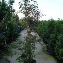 Schoonvrucht (Callicarpa Bodinieri 'Profusion') -Essentie Groen Verkoop 20120218105422 30 6