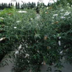 Vlinderstruik (Buddleja Davidii 'White Profusion') -Essentie Groen Verkoop 20120218105604 3 1