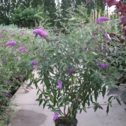 Vlinderstruik (Buddleja Davidii 'Pink Delight') -Essentie Groen Verkoop 20120218105635 3 1