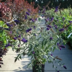 Vlinderstruik (Buddleja Davidii 'Black Knight') -Essentie Groen Verkoop 20120218105758 5 1