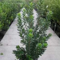 Aardbeiboom Als Struik (Arbutus Unedo) -Essentie Groen Verkoop 20120218111141 7