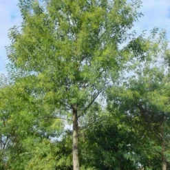 Mimosa Als Boom (Acacia Dealbata) -Essentie Groen Verkoop 20120219160954 6