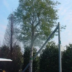 Mimosa Als Boom (Acacia Dealbata) -Essentie Groen Verkoop 20120219161040 6