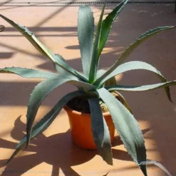 Agave (Agave Americana) -Essentie Groen Verkoop 20120220095510 3