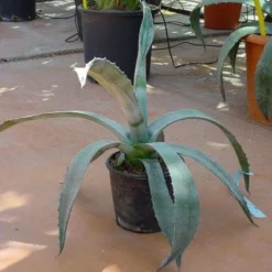 Agave (Agave Americana) -Essentie Groen Verkoop 20120220095542 3