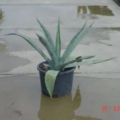 Agave (Agave Americana) -Essentie Groen Verkoop 20120220095820 3