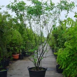 Krentenboom Als Struik (Amelanchier Lamarckii) -Essentie Groen Verkoop 20120220100746 13