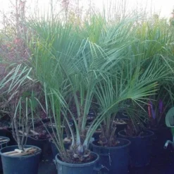 Geleipalm (Butia Capitata) -Essentie Groen Verkoop 20120220110229 6