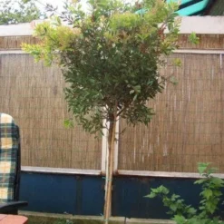 Lampepoetserplant Op Stam (Callistemon Laevis ) -Essentie Groen Verkoop 20120220111108 1