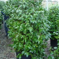 Camelia (Camellia, Rood) -Essentie Groen Verkoop 20120220112609 60 12