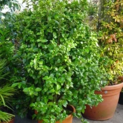 Camelia (Camellia, Rose) -Essentie Groen Verkoop 20120220112744 20 4