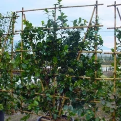 Camelia Als Leivorm (Camellia Japonica) -Essentie Groen Verkoop 20120220112828 2