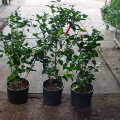 Camelia (Camellia, Rood) -Essentie Groen Verkoop 20120220112914 60 12