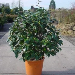 Camelia (Camellia, Rose) -Essentie Groen Verkoop 20120220113012 20 4