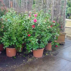 Camelia (Camellia, Rose) -Essentie Groen Verkoop 20120220113125 20 4