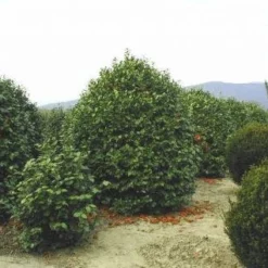 Camelia (Camellia, Rood) -Essentie Groen Verkoop 20120220113515 24 12 12