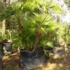 Dwergpalm (Chamaerops Humilis 'Vulcano')