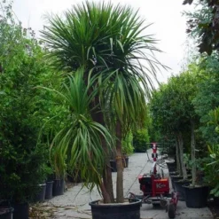 Cordyline (Cordyline Australis) -Essentie Groen Verkoop 20120220150047 8