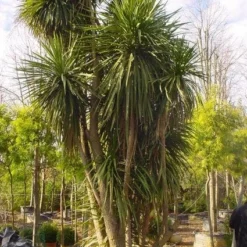 Cordyline (Cordyline Australis) -Essentie Groen Verkoop 20120220150143 8