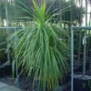 Cordyline (Cordyline Australis) -Essentie Groen Verkoop 20120220150255 8 1