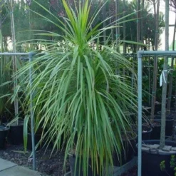 Cordyline (Cordyline Australis)