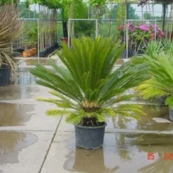 Cycaspalm (Cycas Revoluta) -Essentie Groen Verkoop 20120220154507 5 1