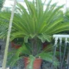Cycaspalm (Cycas Revoluta) -Essentie Groen Verkoop 20120220154616 5 1