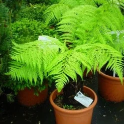 Grote Boomvaren (Dicksonia Antarctica) -Essentie Groen Verkoop 20120220154826 11 1 1