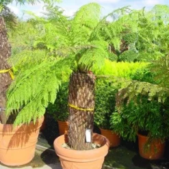 Grote Boomvaren (Dicksonia Antarctica) -Essentie Groen Verkoop 20120220154903 11 1