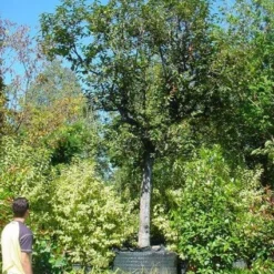 Kaki (Diospyros Kaki) -Essentie Groen Verkoop 20120220155112 8